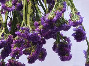 Temps de Flors 2017. Muntatges, instal&middot;lacions i exposicions florals a diversos indrets