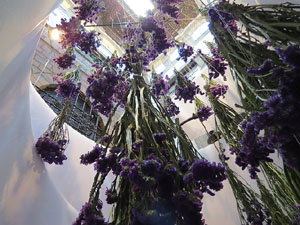 Temps de Flors 2017. Muntatges, instal&middot;lacions i exposicions florals a diversos indrets