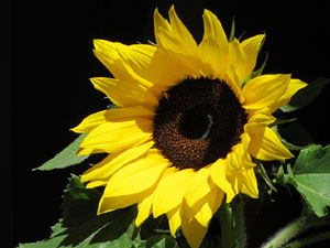 Temps de Flors 2017. Muntatges, instal&middot;lacions i exposicions florals a diversos indrets