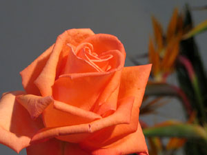 Temps de Flors 2017. Instal&middot;lacions i muntatges florals als diversos espais de l'Esgl&eacute;sia dels Dolors