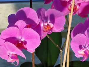 Temps de Flors 2017. Instal&middot;lacions i muntatges florals als diversos espais de l'Esgl&eacute;sia dels Dolors