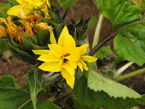 Temps de Flors 2017. Instal&middot;lacions i muntatges florals als diversos espais de l'Esgl&eacute;sia dels Dolors