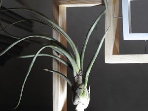 Temps de Flors 2017. Instal&middot;lacions i muntatges florals als diversos espais de l'Esgl&eacute;sia dels Dolors