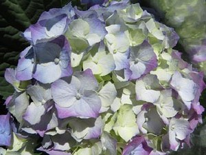 Temps de Flors 2017. Instal&middot;lacions i decoracions florals als diversos espais del carrer Ferran el cat&ograve;lic