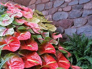 Temps de Flors 2017. Instal&middot;lacions i decoracions florals als diversos espais del carrer Ferran el cat&ograve;lic