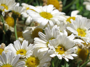 Temps de Flors 2017. Instal&middot;lacions i decoracions florals al riu Galligants