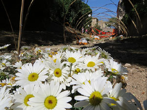 Temps de Flors 2017. Instal&middot;lacions i decoracions florals al riu Galligants