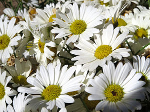 Temps de Flors 2017. Instal&middot;lacions i decoracions florals al riu Galligants