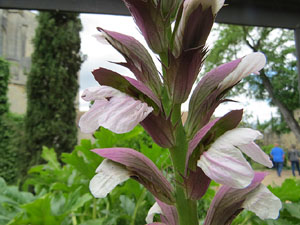 Temps de Flors 2017. Instal&middot;lacions i muntatges florals als Jardins de la Francesa, a tocar els absis de la Catedral