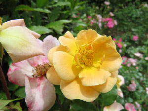 Temps de Flors 2017. Instal&middot;lacions i muntatges florals als Jardins de la Francesa, a tocar els absis de la Catedral