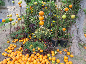 Temps de Flors 2017. Instal&middot;lacions i muntatges florals als Jardins de la Francesa, a tocar els absis de la Catedral