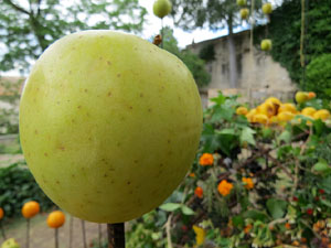 Temps de Flors 2017. Instal&middot;lacions i muntatges florals als Jardins de la Francesa, a tocar els absis de la Catedral