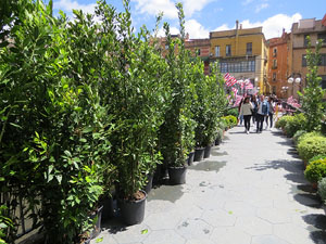 Temps de Flors 2017. Making of de l'esdeveniment