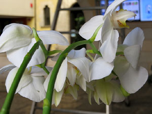 Temps de Flors 2017. Making of de l'esdeveniment