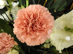 Temps de Flors 2017. Instal&middot;lacions i muntatges florals al Centre geri&agrave;tric Maria Gay