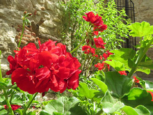 Temps de Flors 2017. Instal&middot;lacions i muntatges florals als Jardins del Museu d'Art de Girona