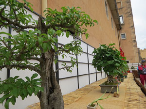 Temps de Flors 2017. Mostra de bonsais a la terrassa del Museu d'Hist&ograve;ria