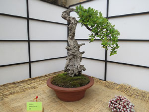 Temps de Flors 2017. Mostra de bonsais a la terrassa del Museu d'Hist&ograve;ria