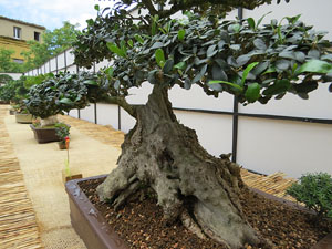Temps de Flors 2017. Mostra de bonsais a la terrassa del Museu d'Hist&ograve;ria