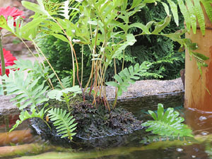 Temps de Flors 2017. Mostra de bonsais a la terrassa del Museu d'Hist&ograve;ria