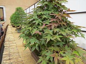 Temps de Flors 2017. Mostra de bonsais a la terrassa del Museu d'Hist&ograve;ria