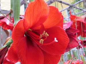 Temps de Flors 2017. Instal&middot;lacions i muntatges florals al claustre del Centre Cultural La Merc&egrave;