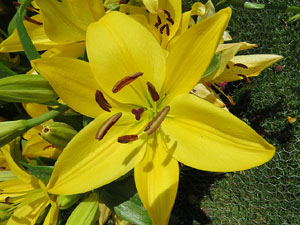 Temps de Flors 2017. Instal&middot;lacions i decoracions florals als diversos espais del Passeig Arqueol&ograve;gic
