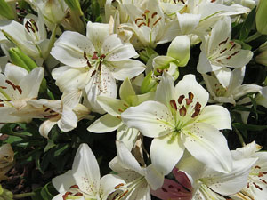 Temps de Flors 2017. Instal&middot;lacions i decoracions florals als diversos espais del Passeig Arqueol&ograve;gic