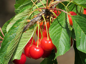 Temps de Flors 2017. Instal&middot;lacions i decoracions florals als diversos espais del Passeig Arqueol&ograve;gic