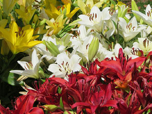 Temps de Flors 2017. Instal&middot;lacions i decoracions florals als diversos espais del Passeig Arqueol&ograve;gic