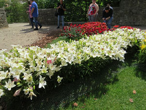Temps de Flors 2017. Instal&middot;lacions i decoracions florals als diversos espais del Passeig Arqueol&ograve;gic