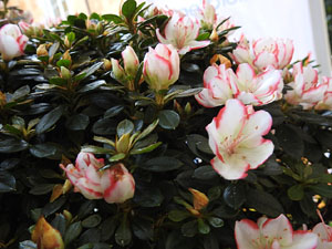 Temps de Flors 2017. Decoraci&oacute; floral del Pati de les Magn&ograve;lies, a la Seu del Govern de la Generalitat de Catalunya a Girona, amb azalees de Gant, B&egrave;lgica