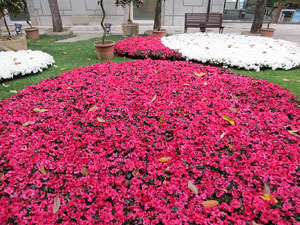 Temps de Flors 2017. Decoraci&oacute; floral del Pati de les Magn&ograve;lies, a la Seu del Govern de la Generalitat de Catalunya a Girona, amb azalees de Gant, B&egrave;lgica
