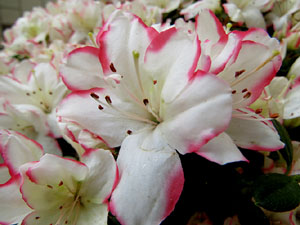 Temps de Flors 2017. Decoraci&oacute; floral del Pati de les Magn&ograve;lies, a la Seu del Govern de la Generalitat de Catalunya a Girona, amb azalees de Gant, B&egrave;lgica