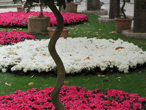 Temps de Flors 2017. Decoraci&oacute; floral del Pati de les Magn&ograve;lies, a la Seu del Govern de la Generalitat de Catalunya a Girona, amb azalees de Gant, B&egrave;lgica