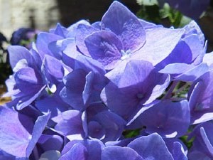 Temps de Flors 2017. Instal&middot;laci&oacute; 'Jard&iacute; B/Vot&agrave;nic' a la pla&ccedil;a Bell-lloc
