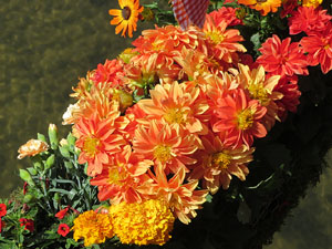 Temps de Flors 2017. Instal&middot;laci&oacute; 'Rosetons' al Pont de Sant Feliu