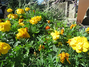 Temps de Flors 2017. Instal&middot;lacions i muntatges als espais de la Rambla de la Llibertat