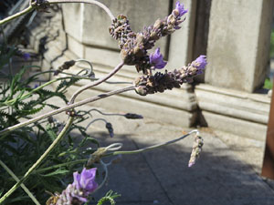 Temps de Flors 2017. Instal&middot;lacions i muntatges als espais de la Rambla de la Llibertat
