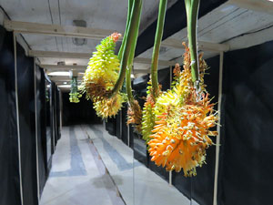 Temps de Flors 2017. Instal&middot;lacions i muntatges florals al refugi antiaeri del jard&iacute; de la Inf&agrave;ncia