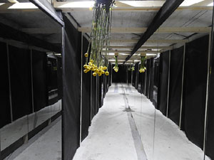 Temps de Flors 2017. Instal&middot;lacions i muntatges florals al refugi antiaeri del jard&iacute; de la Inf&agrave;ncia