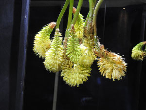 Temps de Flors 2017. Instal&middot;lacions i muntatges florals al refugi antiaeri del jard&iacute; de la Inf&agrave;ncia