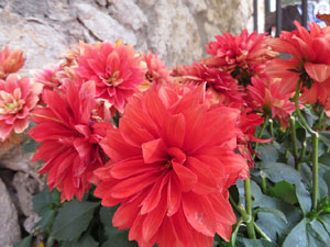 Temps de Flors 2017. Instal&middot;lacions i muntatges florals a la Capella de Sant Crist&ograve;fol, al Passeig Arqueol&ograve;gic