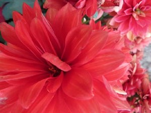 Temps de Flors 2017. Instal&middot;lacions i muntatges florals a la Capella de Sant Crist&ograve;fol, al Passeig Arqueol&ograve;gic