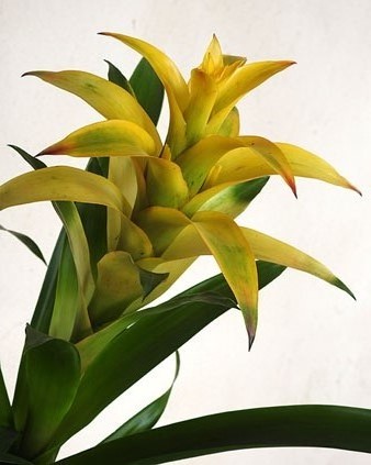 Detall de la instal&middot;laci&oacute; al claustre