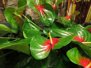Temps de Flors 2017. Decoracions florals a l'esgl&eacute;sia de Sant Lluc, el Castrum dels Manaies de Girona