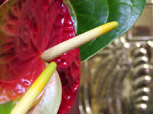 Temps de Flors 2017. Decoracions florals a l'esgl&eacute;sia de Sant Lluc, el Castrum dels Manaies de Girona