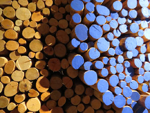 Temps de Flors 2017. Instal&middot;laci&oacute; Epig&egrave;nesi a la nau rom&agrave;nica de Sant Nicolau