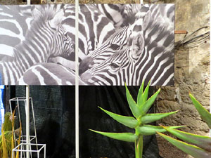 Temps de Flors 2017. Decoracions florals als baixos de l'edifici de les Sarraïnes