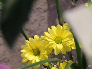 Temps de Flors 2017. Decoracions orientals al primer pis de l'edifici de les Sarra&iuml;nes